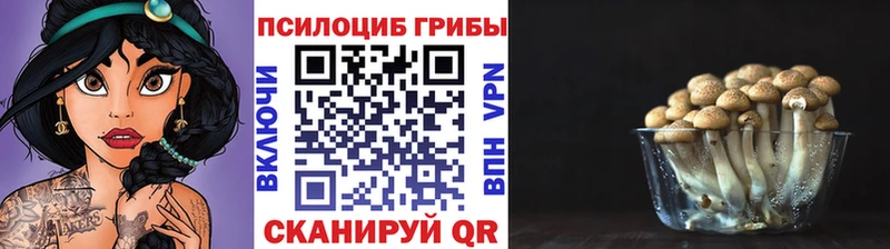 Галлюциногенные грибы Psilocybe  Новый Оскол 